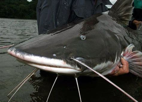 The Scariest River Monsters 110 Pics