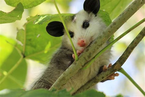 15 Things You Didnt Know About Opossums Worldatlas