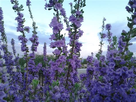 The lone star state is the second largest state in the nation, after alaska. The Texas Ranger Sage shrub - bushes with purple or white ...