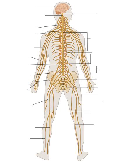 The nervous system performs many different tasks and enables the human being, for instance, to smell or speak. Human Body Organs Unlabeled Diagram - Human Anatomy