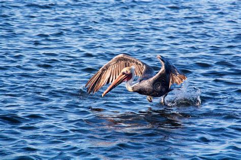 Closeup Large Brown Pelican Take Off Flight From Water Stock Image Image Of Avian Large