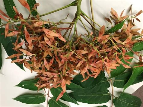 It can grow to a large size, with mature trees reaching 80 feet in height, and six feet in diameter. Tree of Heaven vs. Sumac: How can you tell the difference ...