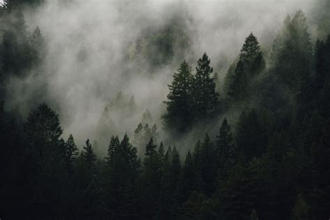 500 Foggy Forest Pictures Stunning Download Free Images On Unsplash