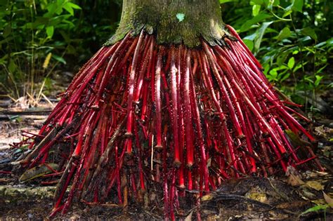 Top 10 Medicinal Plants Of The Amazon Rainforest Cruises Amazon Rainforest Plants