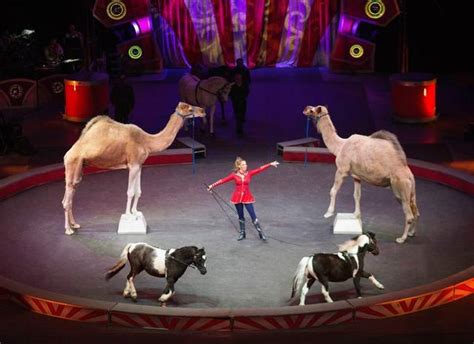 Average joe got an exclusive behind the scenes tour of ringling bros. Ringling circus, animals possess age-old appeal | The ...