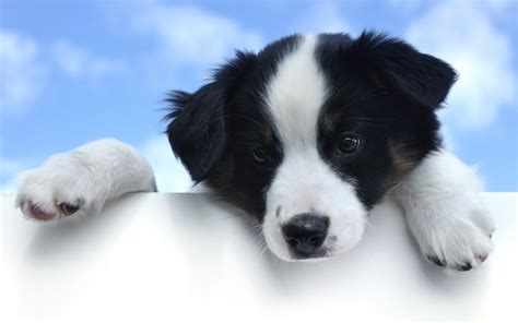 Border Collie Razza Descrizione Carattere Cuccioli Foto Prezzo