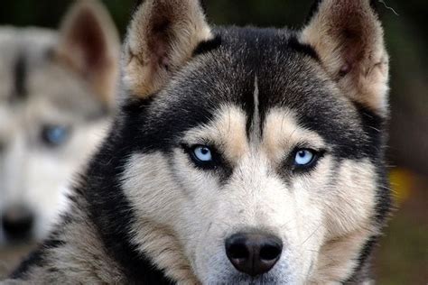 lobo siberiano comportamiento cuidados y fotos