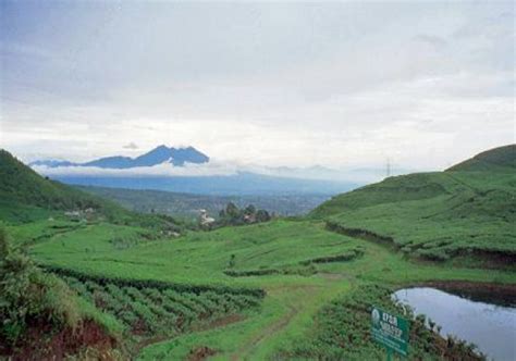 Check spelling or type a new query. Tempat Wisata Puncak Cipanas - BerWisata Yuk..