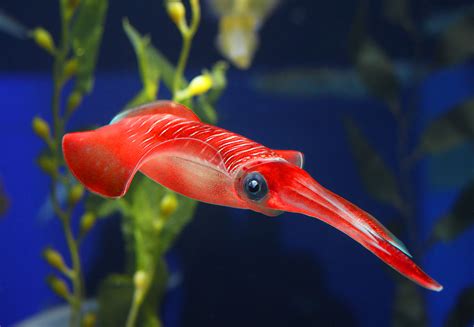 Animals Squids Underwater Closeup