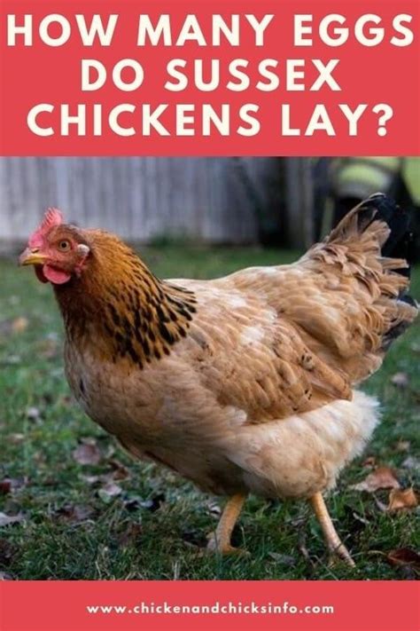 Dec 07, 2017 · these chickens lay eggs every 24 to 36 hours at the height of their productive years, so individual eggs rarely attract their attention. How Many Eggs Do Sussex Chickens Lay? - Chicken & Chicks Info