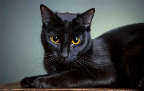 Veja mais ideias sobre gato preto, bruxas, arte com gatos. Significado Espiritual ao ver um gato Preto