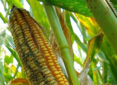 This document is in the public domain. Gamers join crowdsourced battle against food toxin | Newsroom