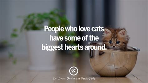 25 Cute Cat Images With Quotes For Crazy Cat Ladies