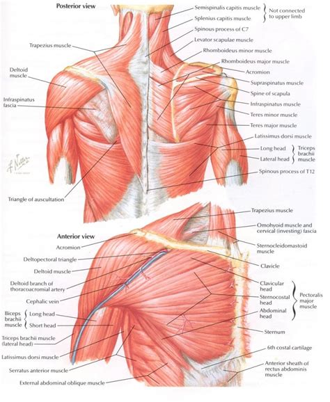 Paraspinal Muscles Anatomy Paraspinal Muscles Anatomy Human Anatomy