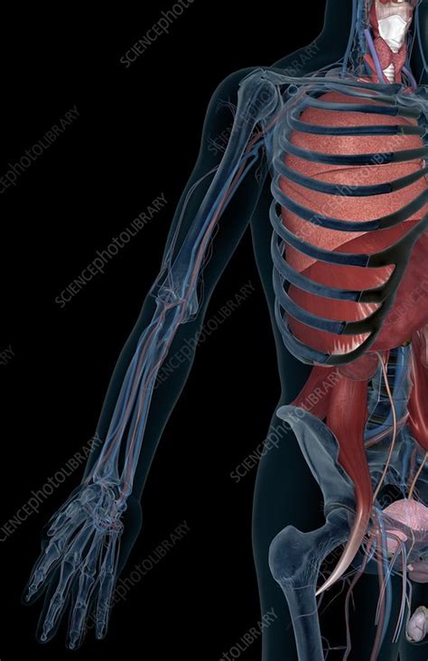 An extraordinary degree of branching of blood vessels exists within the human body, which ensures that nearly every cell in the body lies within a short distance from at least one of. The blood vessels of the arm - Stock Image - C008/2624 ...