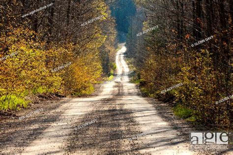 Quiet Single Lane Country Road Through Spring Bush Grey County