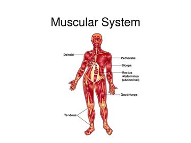 This is a table of skeletal muscles of the human anatomy. Teamwork - The Nervous System