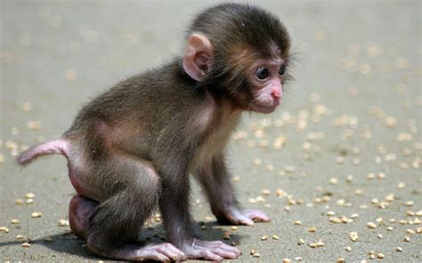 Collections Cute Monkeys Pics Images And Wallpapers