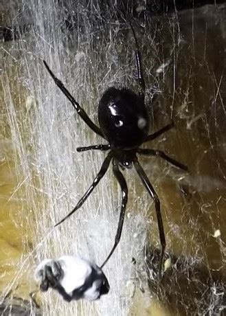 Black widow spider and brown recluse spider bites in the wilderness present a medical emergency. Getting curious stupid about spiders!