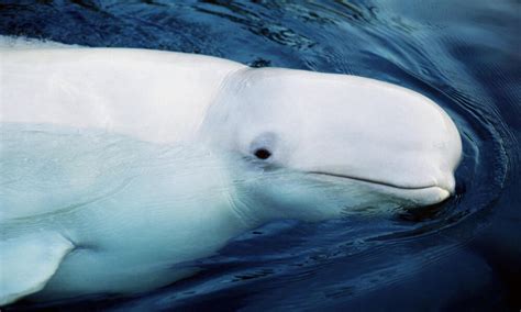 Beluga Whales Species Wwf