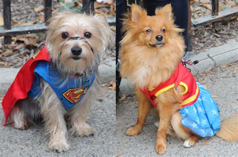 17 Adorable Dog Costumes From Donald Trump To The Real