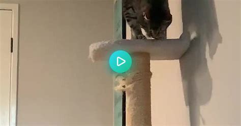 this is how my blind cat gets down from his new cat tree album on imgur