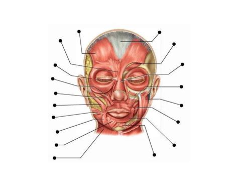 Muscles of Facial Expression - PurposeGames