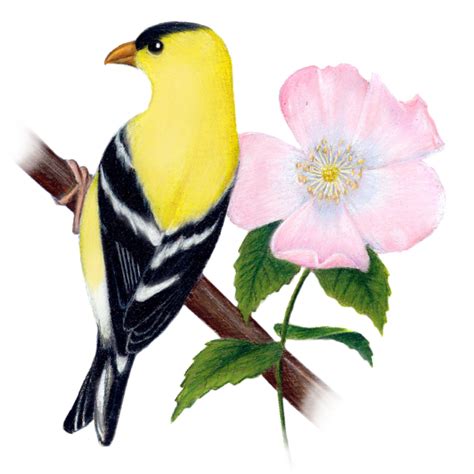 Iowa State Bird Bilscreen