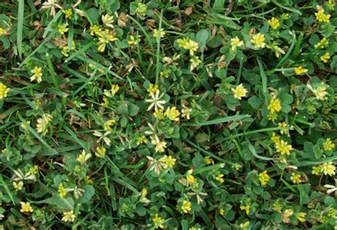 Small Yellow Flower Weed In Grass Williemae Inman