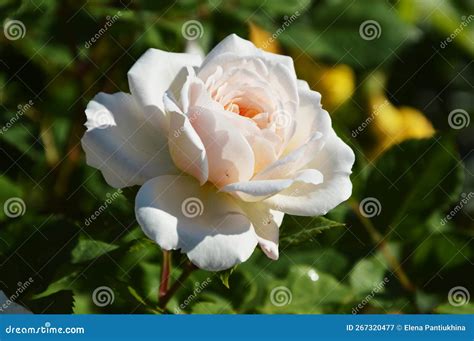 A Beautiful White Rose With Green Leaves On The Branches Of A Shrub
