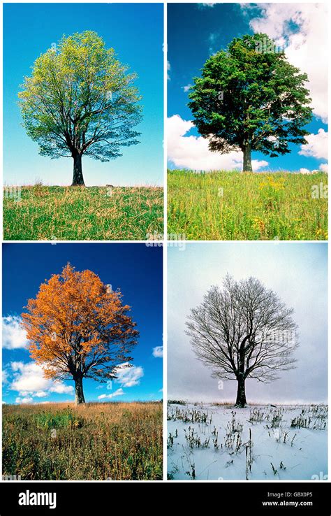 Maple Tree In Four Consecutive Seasons Stock Photo Alamy