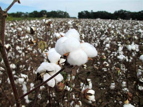 Cotton Harvest Begins as Tropical Storm Approaches | Panhandle Agriculture