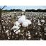 Cotton Harvest Begins As Tropical Storm Approaches  Panhandle Agriculture