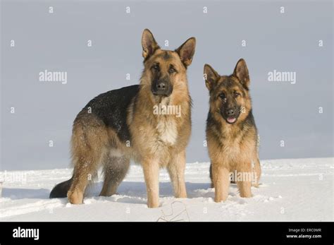 German Shepherds In Snow Stock Photo Alamy