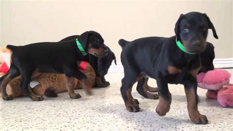 Sorry, there are no doberman pinscher puppies for sale in illinois at this time. European Doberman puppies for sale - YouTube