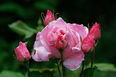 879284 Bellis Closeup Bokeh Flower Bud Pink Color Rare Gallery