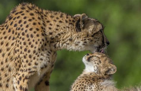 Baby Cheetahs Wallpapers Wallpaper Cave