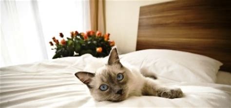 We know how it is. 6 Tips for Judging a Pet-Friendly Hotel Room for Your Cat ...