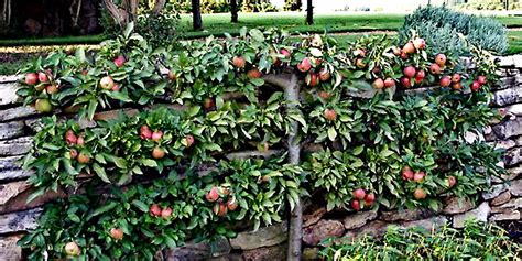 Home Orchards Espalier Fruit Trees Traditional Landscape Other
