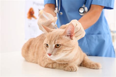 Find out when her vaccinations are due with our shot schedule. Necessary Cat Vaccinations