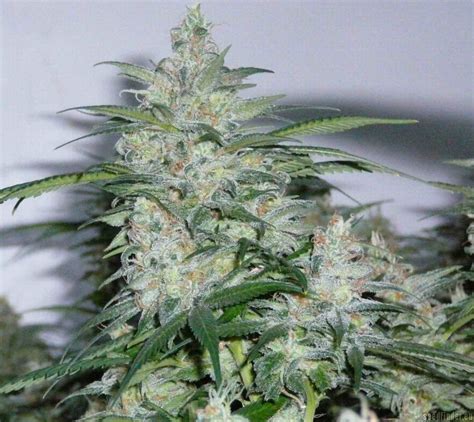 Galería De Variedades Northern Lights Sensi Seeds Pic