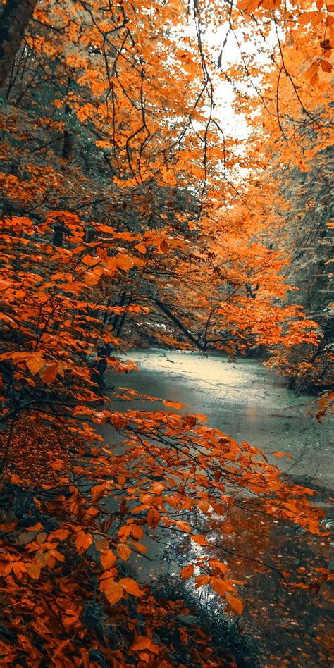 Download Wallpaper 1080x2160 Tree Forest Nature Orange Branches