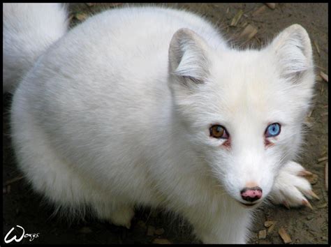 Polar Fox With Blue Eye Zoo Brno Zoochat