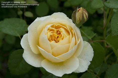 Plantfiles Pictures English Rose Austin Rose Charlotte Rosa By Gxiong