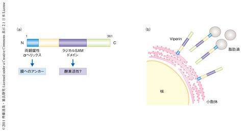 抗ウイルスタンパク質viperinは形質細胞様樹状細胞におけるtlr7とtlr9を介したi型インターフェロンの産生を促進する ライフサイエンス 新着論文レビュー