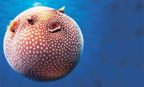 Balon balığı, tropik sularda yaşamayı seçen ve bilimsel adı lagocephalus sceleratus olan balon balığı, 1869 yılında açılan suveyş kanalından akdeniz ve egeye göç etmiş türlerden birdir. Denizdeki katil balon çıktı | GAZETE VATAN