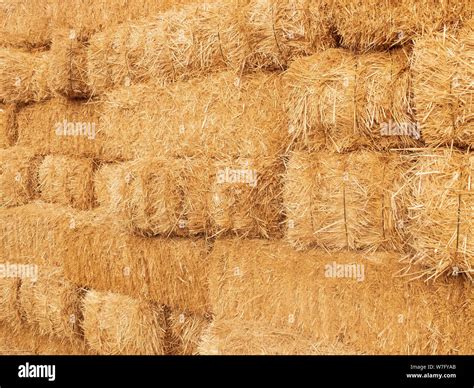 Stacks Of Dry Straw Piled Straw Haystacks Natural Dry Straw Texture