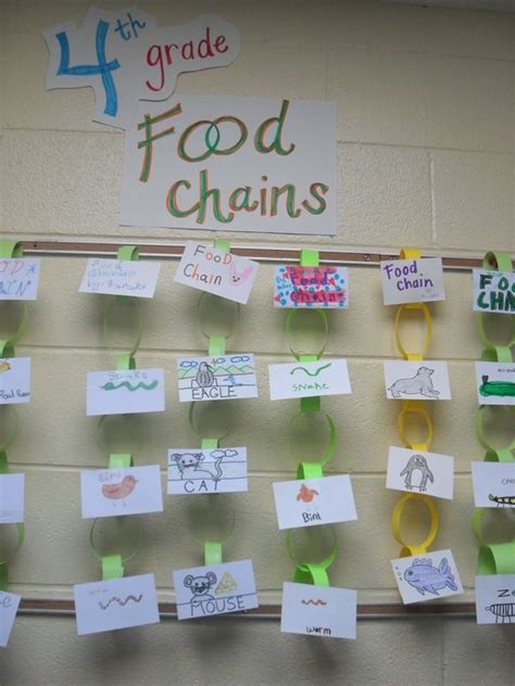 Pin By Upja On Food Chain 4th Grade Science Fourth Grade Science