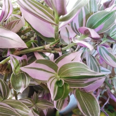 Different types of wandering jew plants. Guide to Wandering Jew Plants: How to Grow & Care ...