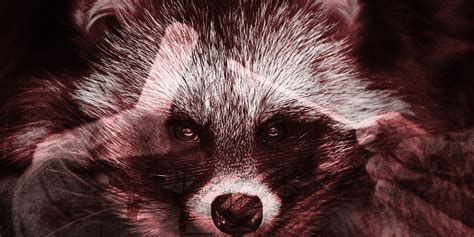 The Rise And Fall Of The Raccoon Dog Theory Of Covid 19